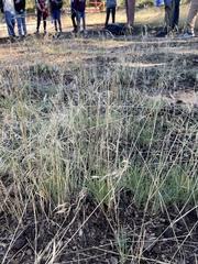 Bouteloua gracilis
