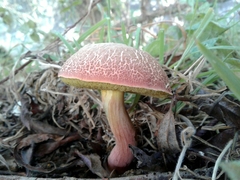 Xerocomellus ripariellus