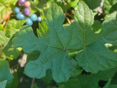 Ampelopsis glandulosa