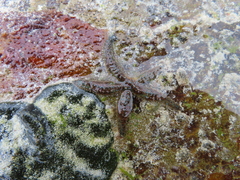 Coscinasterias muricata