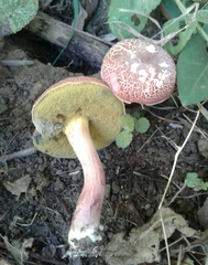 Xerocomellus ripariellus