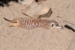 Suricata