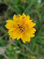 Tridax trilobata
