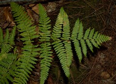 Pteridium aquilinum aquilinum