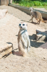 Suricata