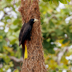 Psarocolius decumanus