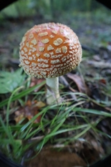 Amanita