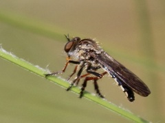 Nicocles politus
