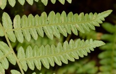 Pteridium aquilinum aquilinum