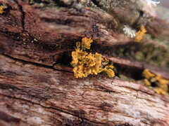 Polycauliona candelaria