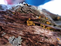 Polycauliona candelaria
