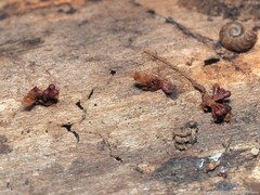 Metatrichia vesparium