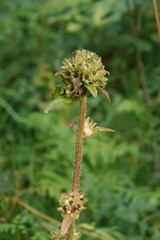 Campanula cervicaria