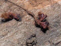 Metatrichia vesparium