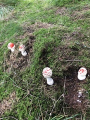 Amanita muscaria