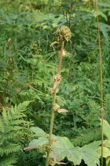 Campanula cervicaria