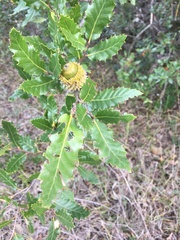 Quercus trojana