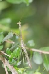 Stagmomantis resacae