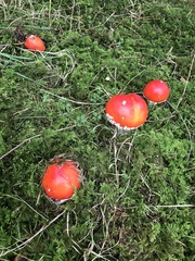 Amanita muscaria