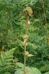 Campanula cervicaria