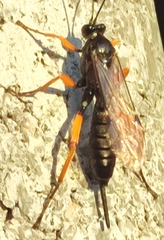 Hymenoptera