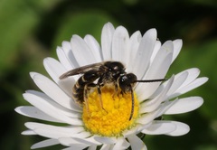 Lasioglossum marginatum