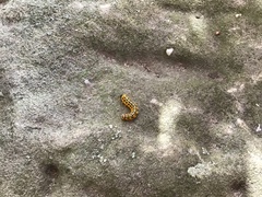 Macremphytus testaceus