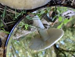 Amanita phalloides