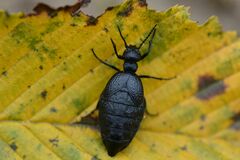 Meloe rugosus