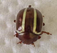 Desmogramma