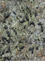 Opegrapha