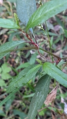 Persicaria bicornis