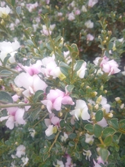 Podalyria myrtillifolia
