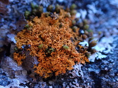 Polycauliona candelaria