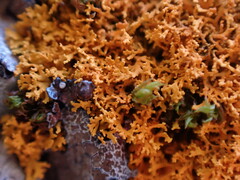Polycauliona candelaria