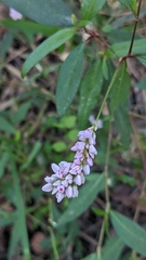 Persicaria bicornis