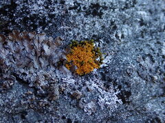 Polycauliona candelaria