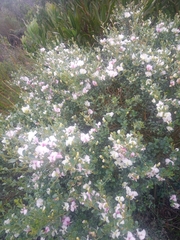Podalyria myrtillifolia