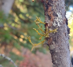 Arceuthobium americanum