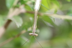 Stagmomantis resacae