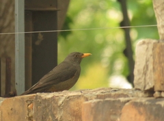 Turdus smithi
