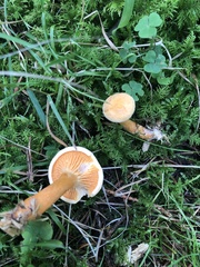 Hygrophoropsis aurantiaca