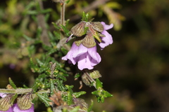 Prostanthera decussata