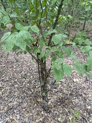 Prunus mexicana