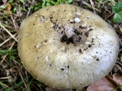 Amanita phalloides