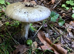 Amanita phalloides