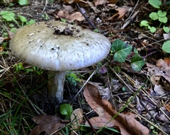 Amanita phalloides