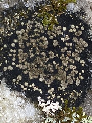 Acarospora fuscata