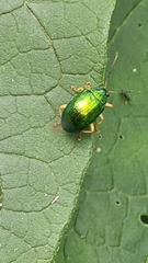 Colaspis laeta