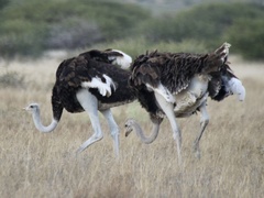 Struthio camelus australis